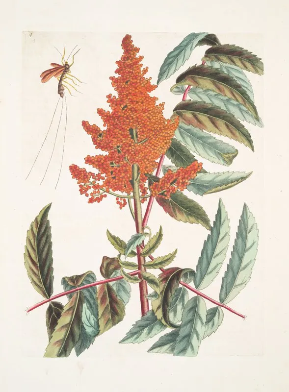 Vespa Ichneumon Tripilis Pensylvaniensis Rhus Glabrum Panicula Speciosa Coccinea Wall Art by Mark Catesby - High-Resolution Digital Print