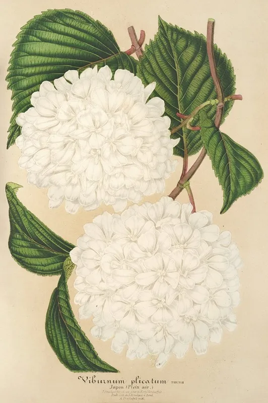 Viburnum Plicatum Wall Art by Charles Antoine Lemaire - High-Resolution Digital Print