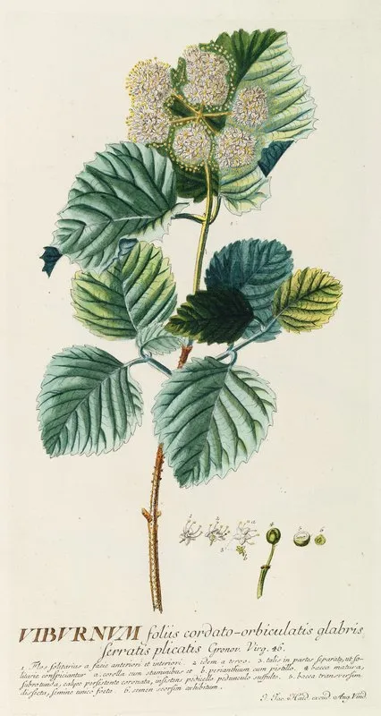 Viburnum Wall Art by Georg Dionysius Ehret - High-Resolution Digital Print