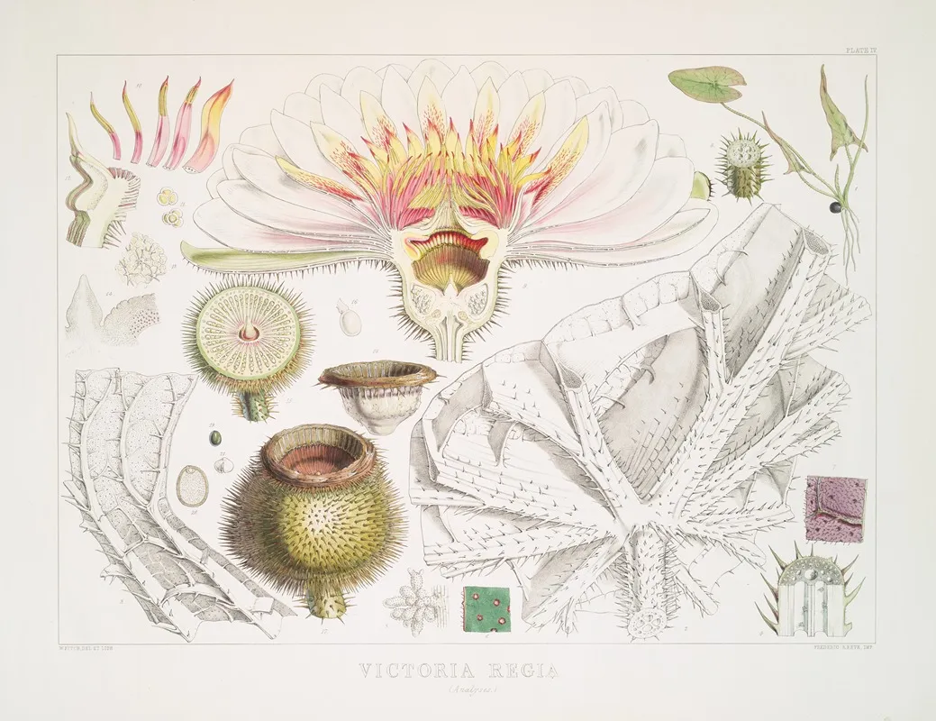 Victoria Regia Analyses Wall Art by Walter Hood Fitch - High-Resolution Digital Print