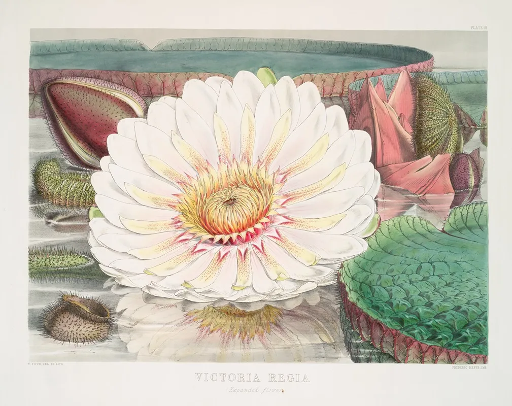 Victoria Regia Expanded Flower Wall Art by Walter Hood Fitch - High-Resolution Digital Print