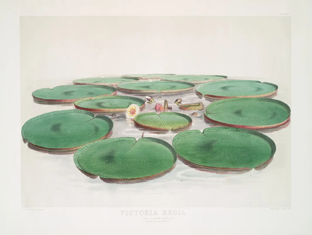 Victoria Regia Wall Art by Walter Hood Fitch - High-Resolution Digital Print