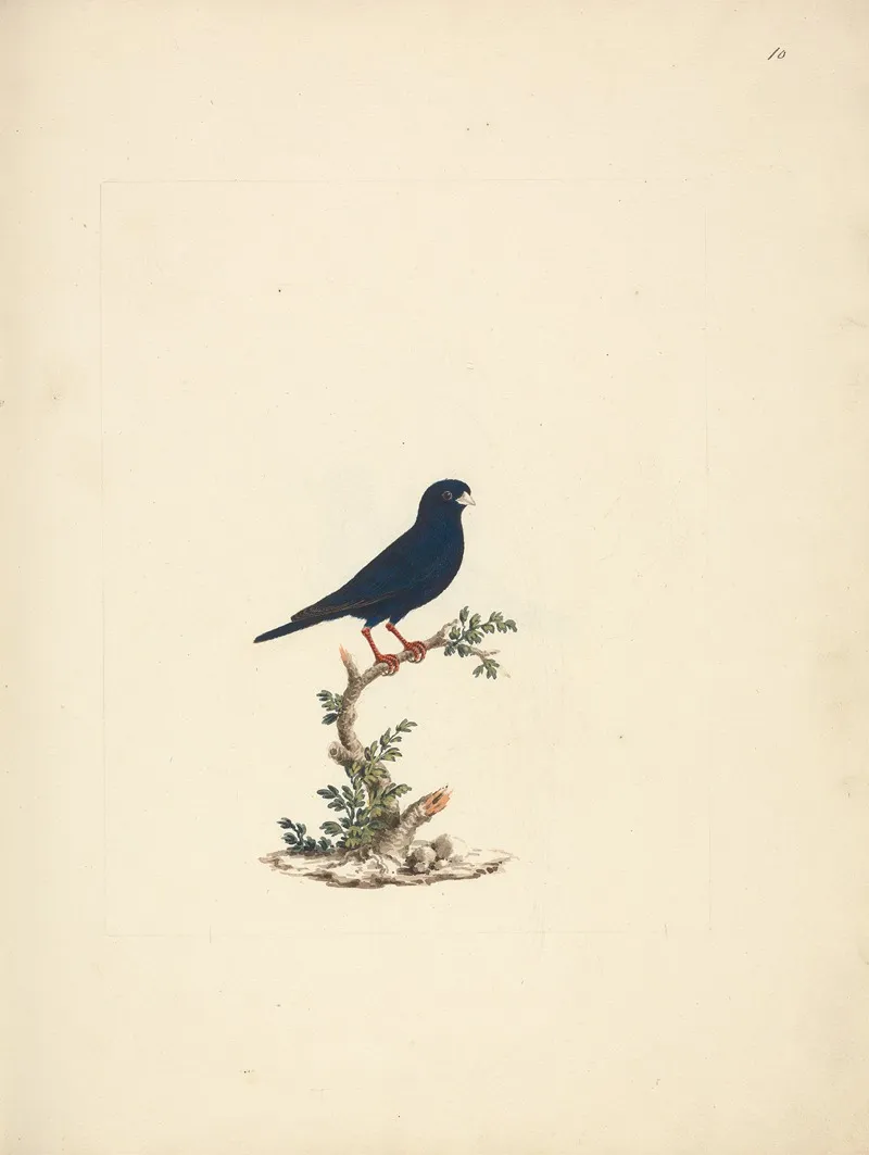 Vidua Chalybeata Village Indigobird