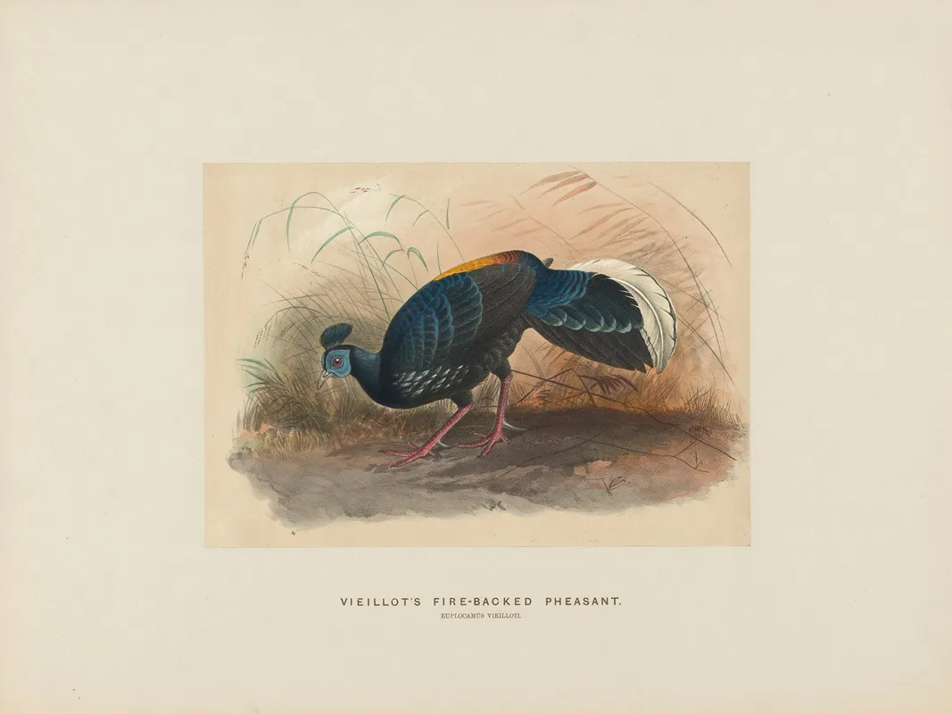 Vieillots Fire Backed Pheasant 2 Wall Art by Joseph Wolf - High-Resolution Digital Print