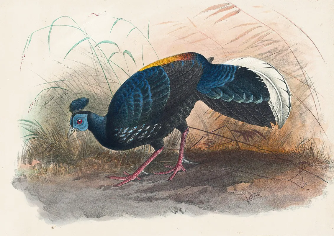 Vieillots Fire Backed Pheasant Wall Art by Joseph Wolf - High-Resolution Digital Print