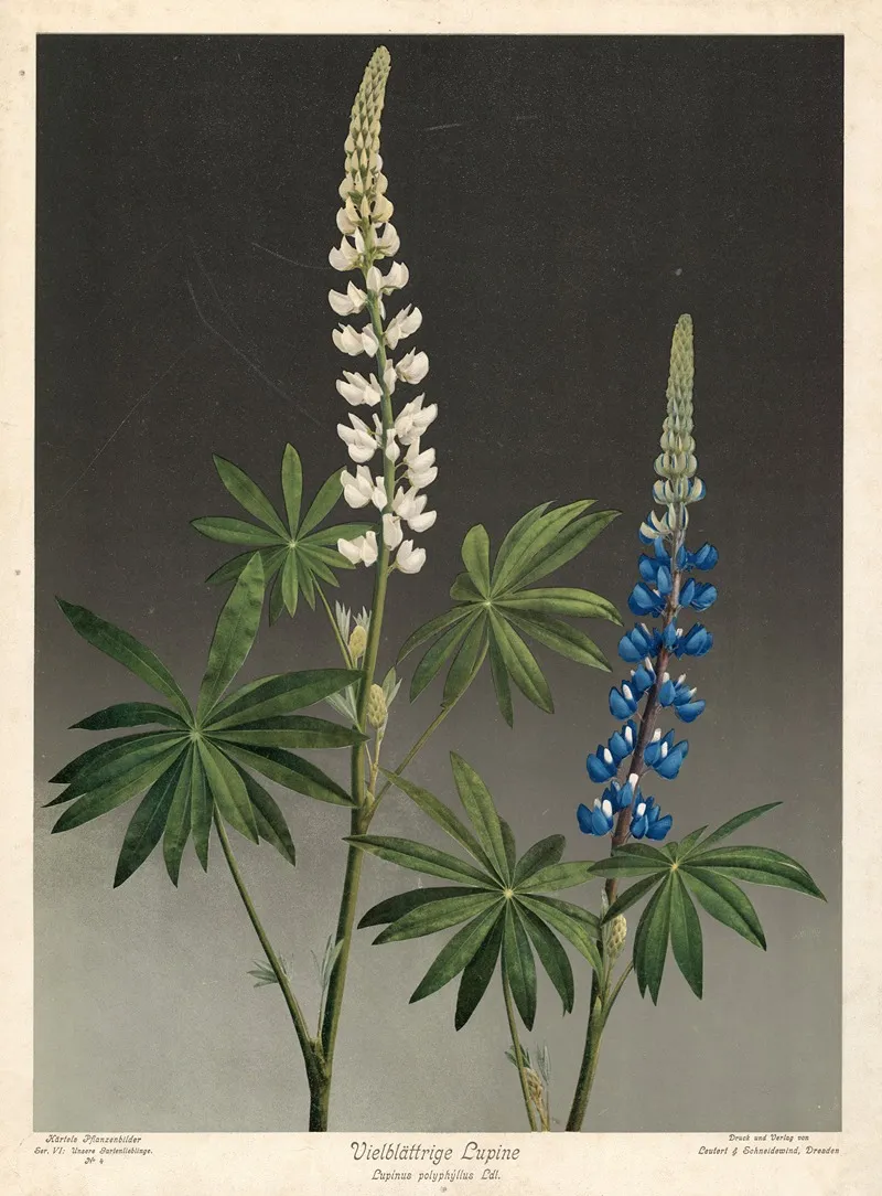 Vielblattrige Lupine Lupinus Plyphyllus Ldl Wall Art by Leutert & Schneidewind - High-Resolution Digital Print