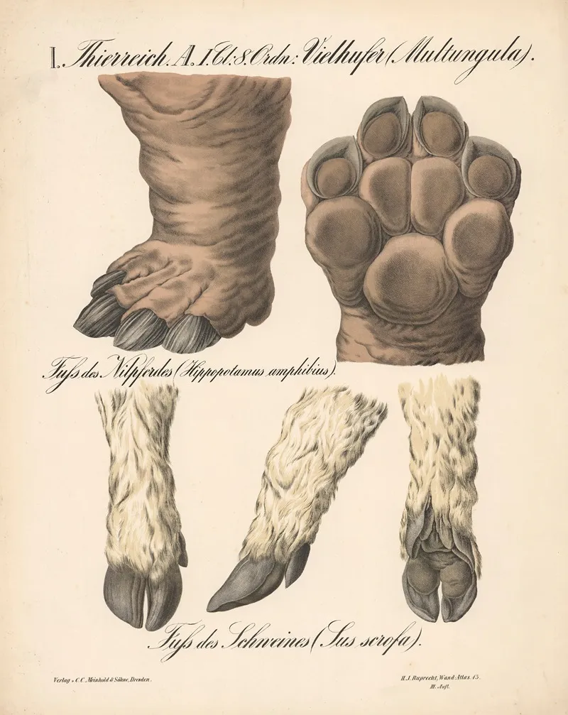 Vielhufer Multungula Fuss Des Nilpferdes Hippopotamus Amphibius Fuss Des Schweines Sus Scrofa Wall Art by H.J. Ruprecht - High-Resolution Digital Print