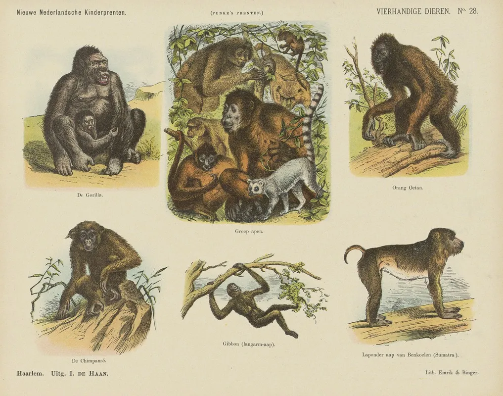 Vierhandige Dieren