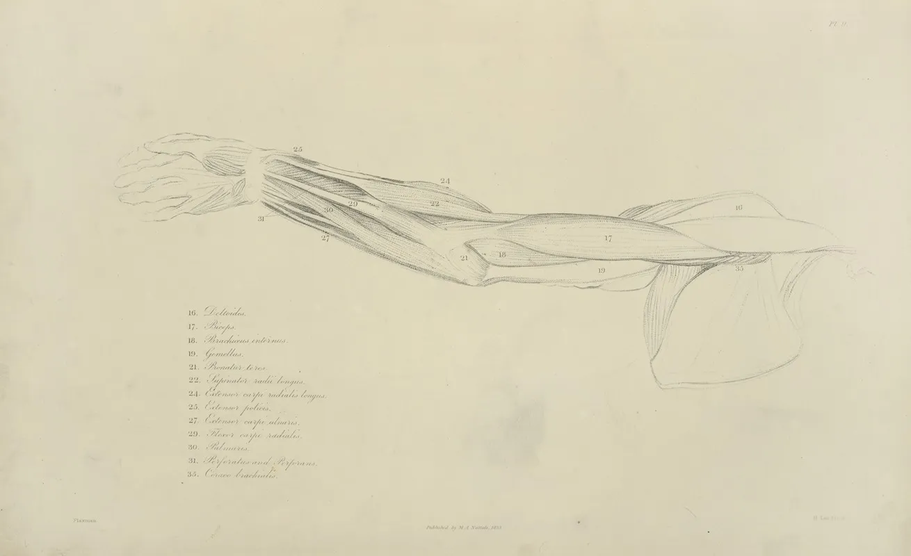 View Of Musculature Of The Arm Wall Art by M.A. Nattali - High-Resolution Digital Print