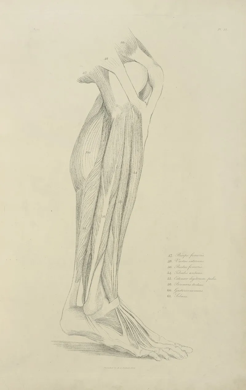 View Of Musculature Of The Leg 2 Wall Art by M.A. Nattali - High-Resolution Digital Print