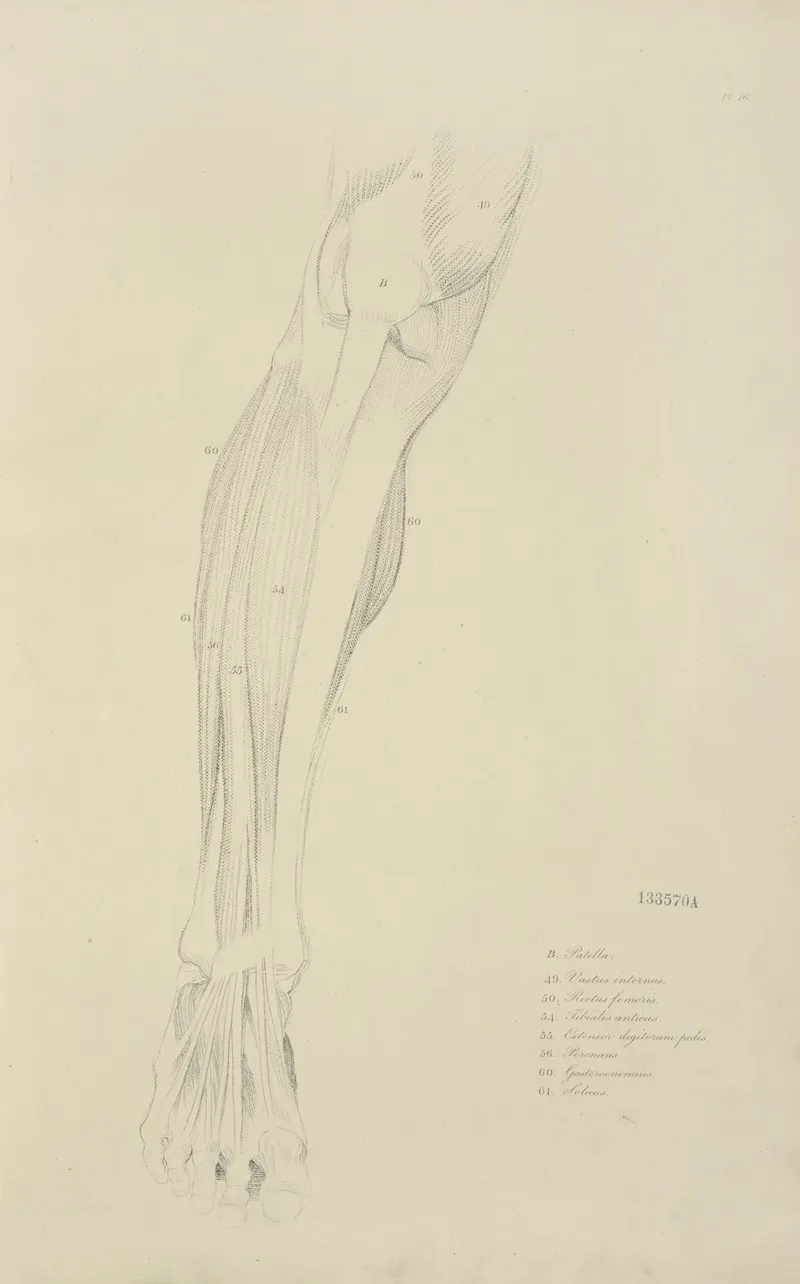 View Of Musculature Of The Leg From The Front Wall Art by M.A. Nattali - High-Resolution Digital Print