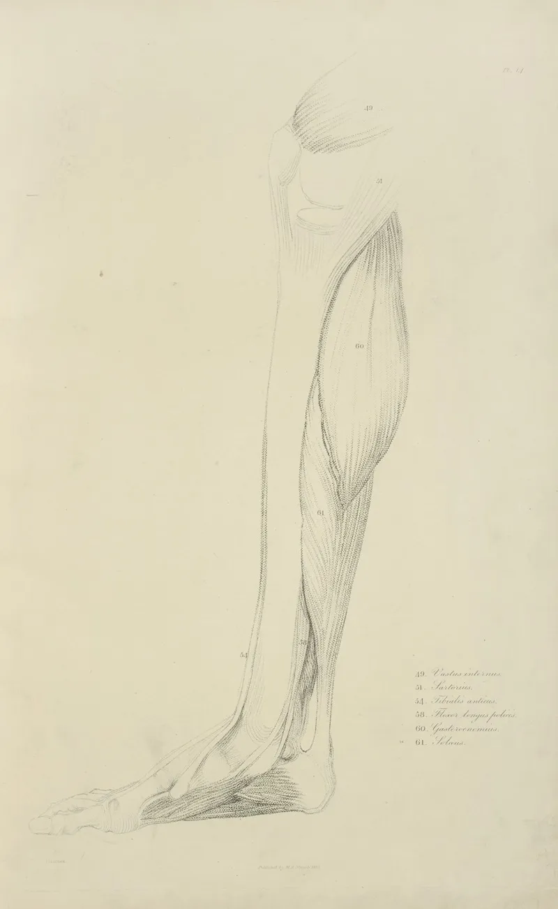 View Of Musculature Of The Leg Wall Art by M.A. Nattali - High-Resolution Digital Print