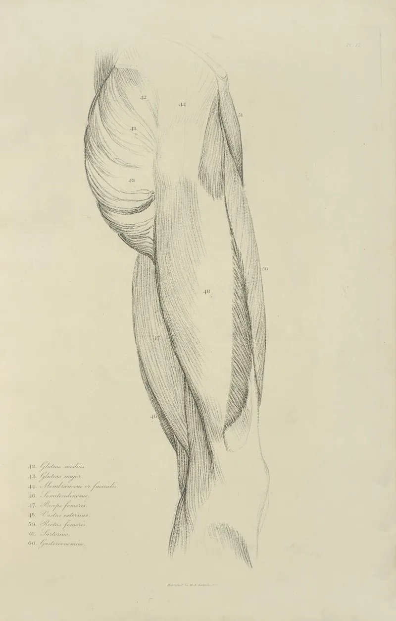 View Of Musculature Of The Upper Leg And Buttock Wall Art by M.A. Nattali - High-Resolution Digital Print