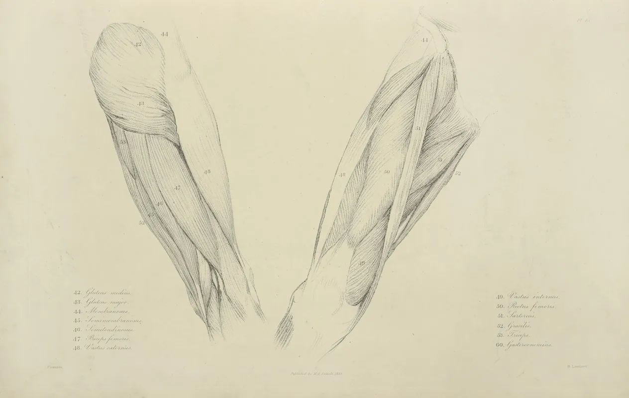 View Of Musculature Of The Upper Leg Wall Art by M.A. Nattali - High-Resolution Digital Print