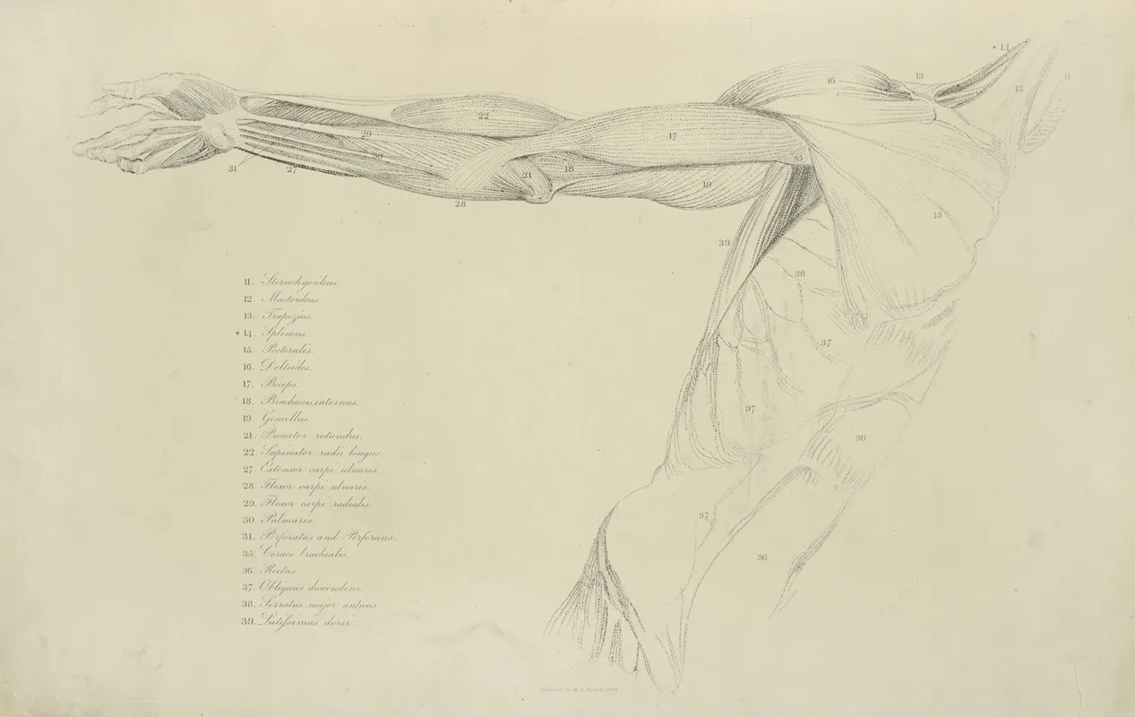 View Of Right Arm And Side Of Torso Wall Art by M.A. Nattali - High-Resolution Digital Print