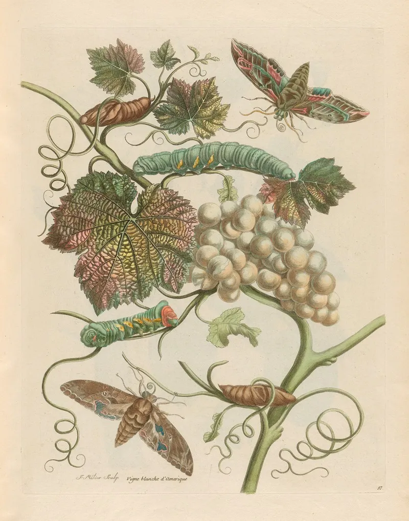 Vigne Blanche Damerique 2