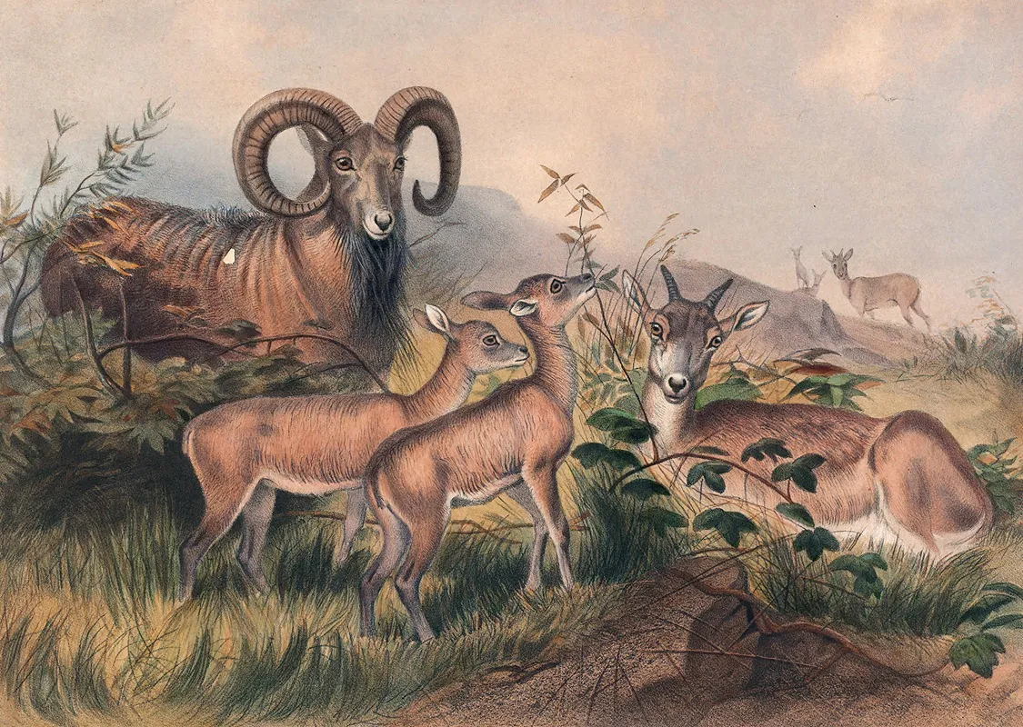 Vignes Wild Sheep Wall Art by Joseph Wolf - High-Resolution Digital Print