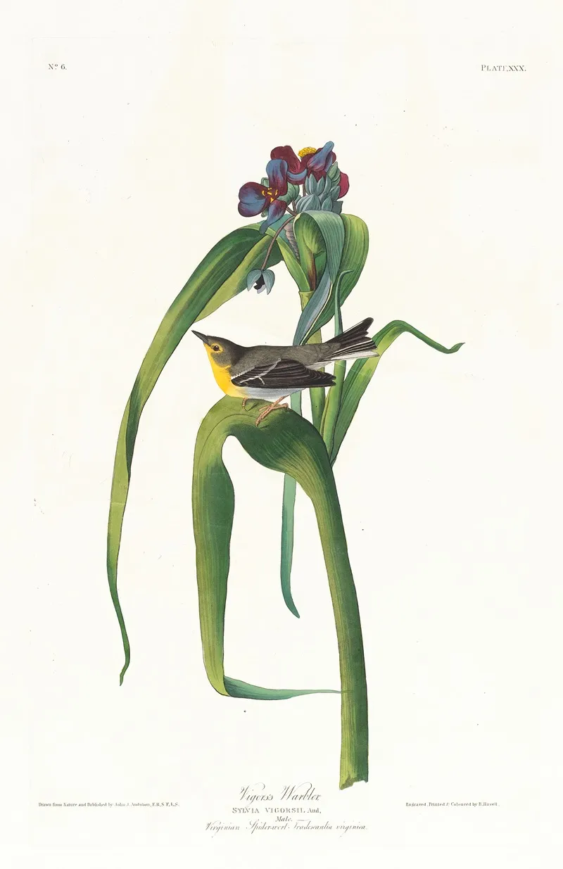 Vigors Warbler Wall Art by John James Audubon - High-Resolution Digital Print
