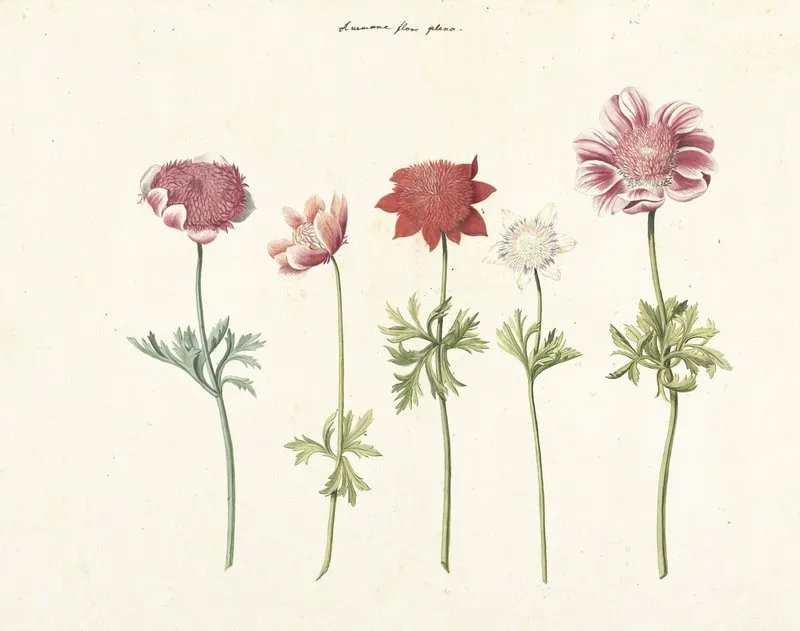 Vijf Studies Van Anemonen