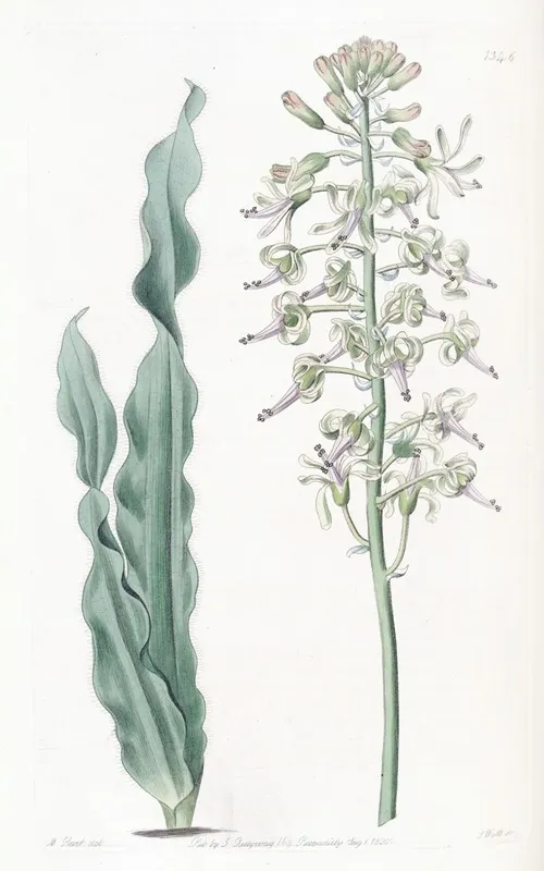 Villous Leaved Drimia Wall Art by Sydenham Edwards - High-Resolution Digital Print