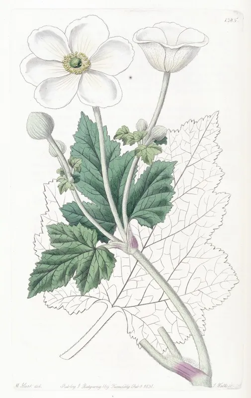Vine Leaved Anemone Wall Art by Sydenham Edwards - High-Resolution Digital Print
