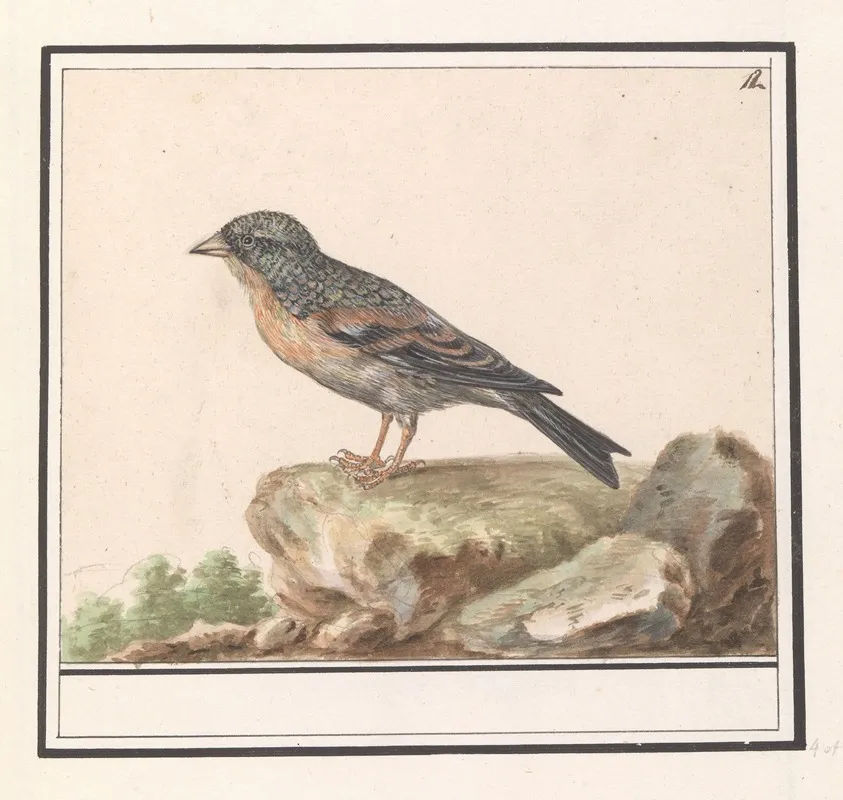 Vink Fringilla Wall Art by Anselmus Boëtius de Boodt - High-Resolution Digital Print