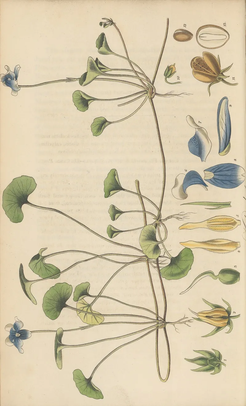 Viola Hederacea Wall Art by William Jackson Hooker - High-Resolution Digital Print