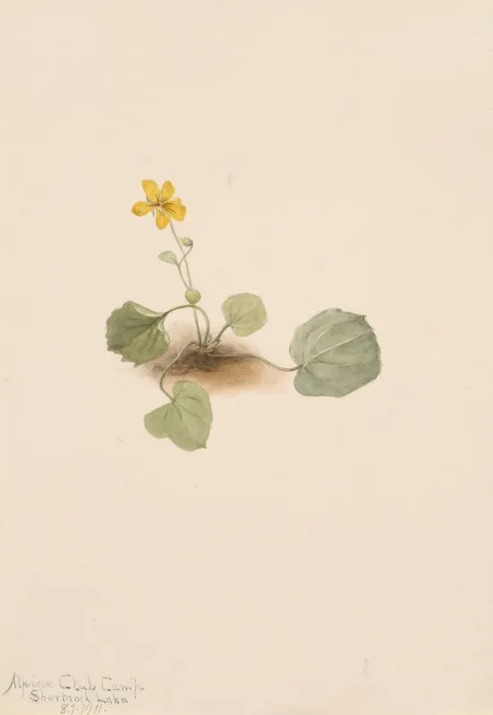 Viola Orbiculata