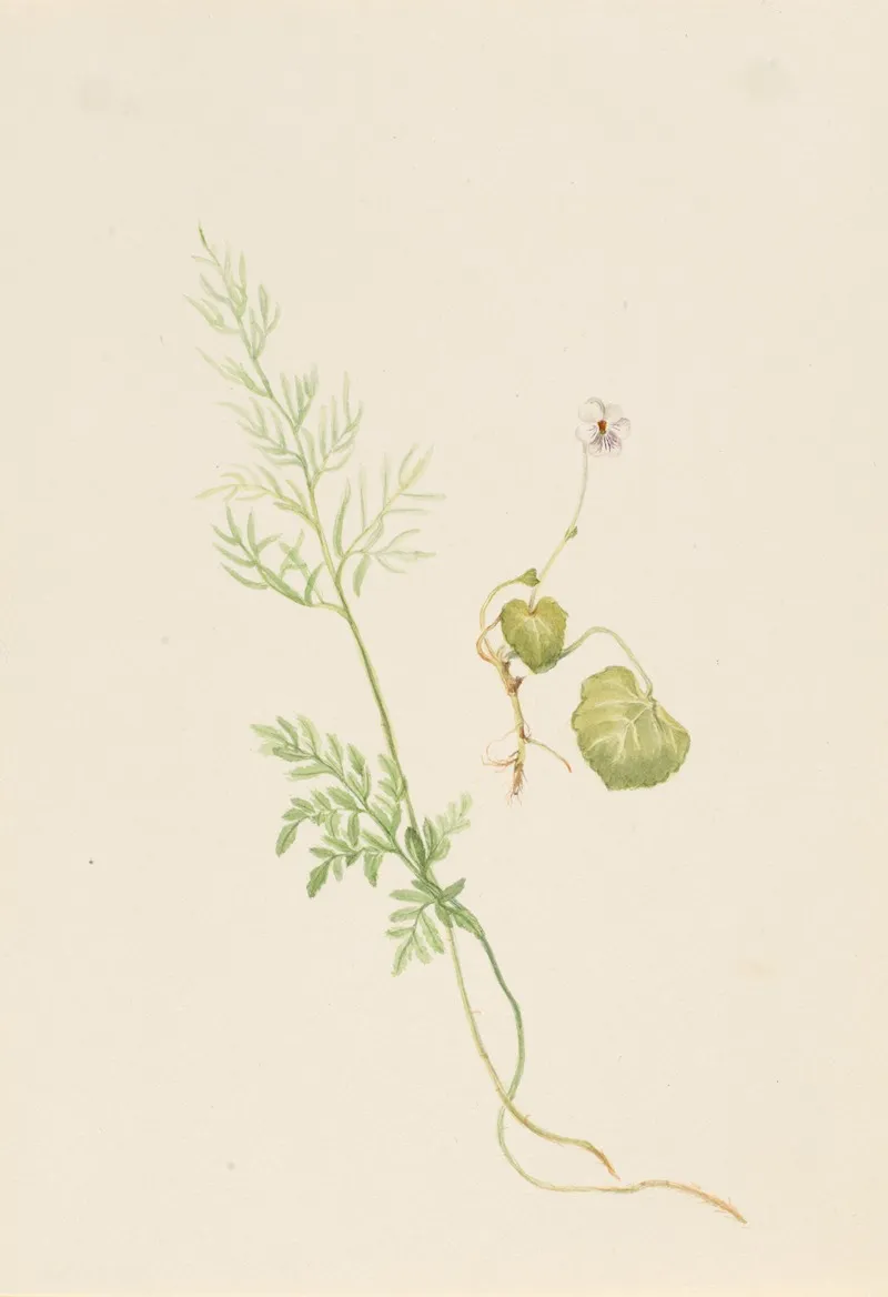 Viola Palustris