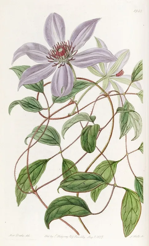 Violet Clematis Wall Art by Sydenham Edwards - High-Resolution Digital Print