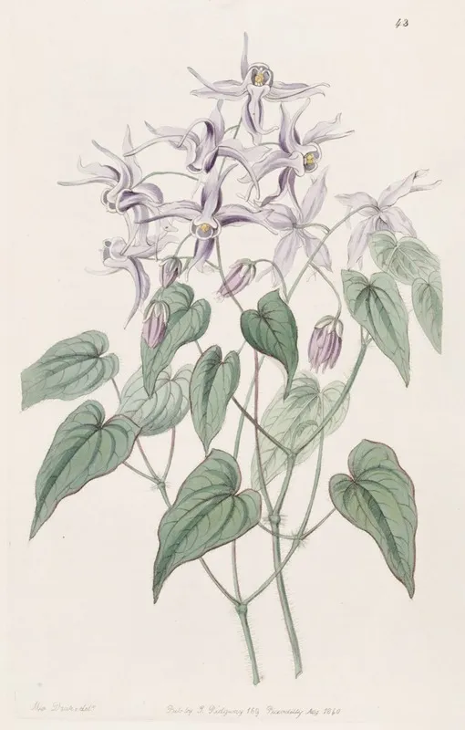 Violet Epimedium Wall Art by Sydenham Edwards - High-Resolution Digital Print