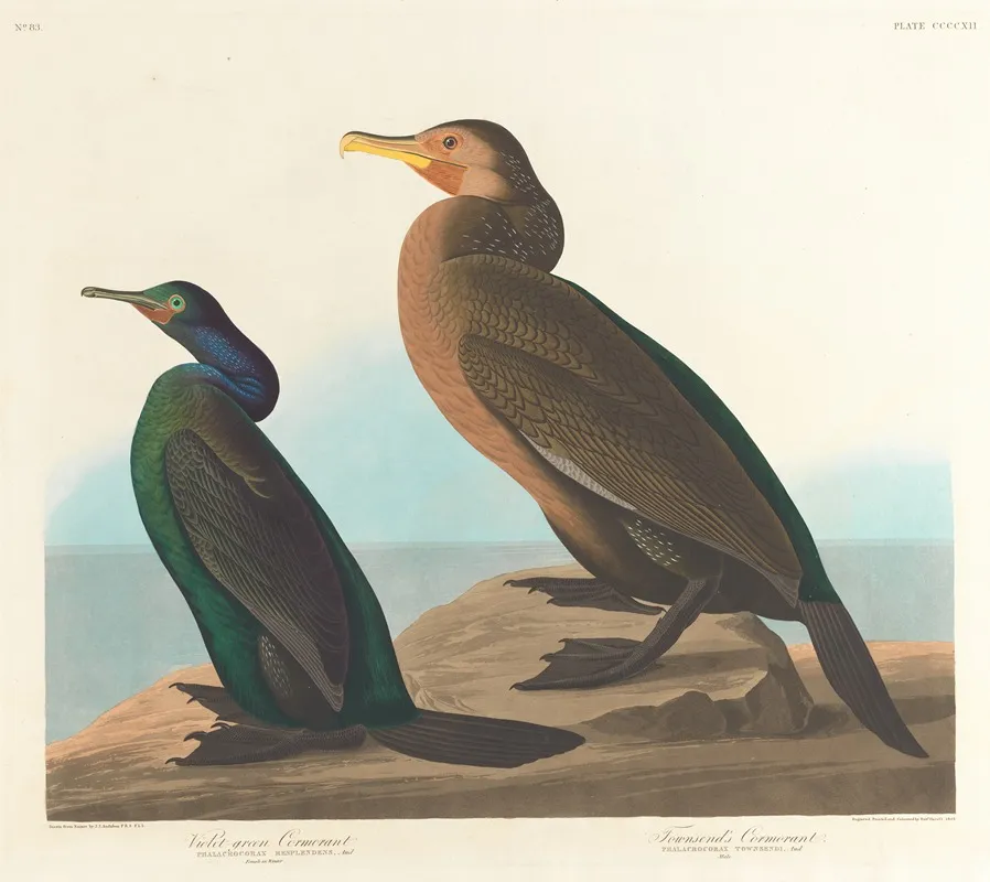 Violet Green Cormorant Wall Art by John James Audubon - High-Resolution Digital Print