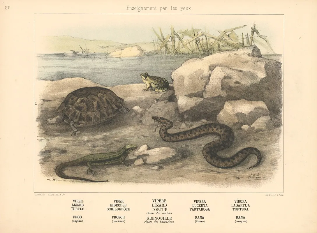 Viper Lizard Turtle Frog