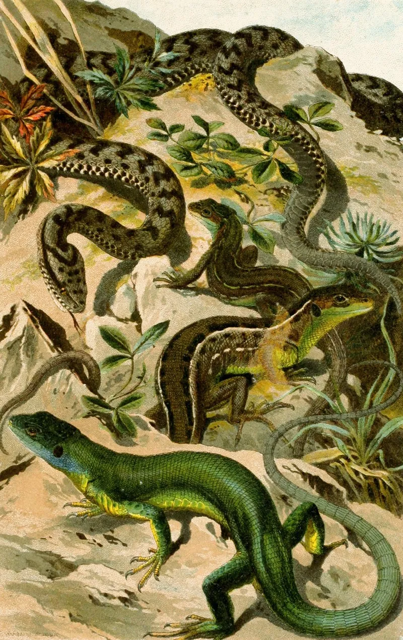 Vipera Aspis Lacerta Viridis Wall Art by Bruno Dürigen - High-Resolution Digital Print