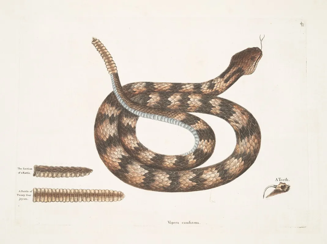 Vipera Caudisona The Rattle Snake The Section Of A Rattle A Rattle Of Twenty Four Joynts A Tooth Wall Art by Mark Catesby - High-Resolution Digital Print