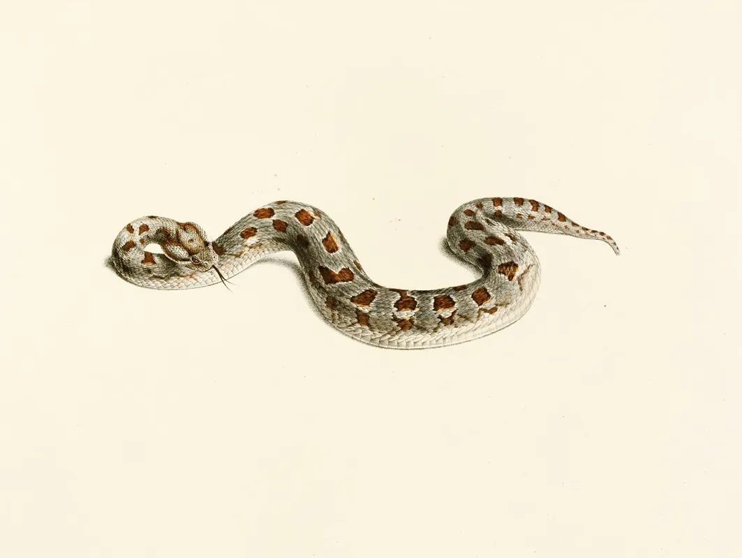 Vipera Cornuta Wall Art by Sir Andrew Smith - High-Resolution Digital Print