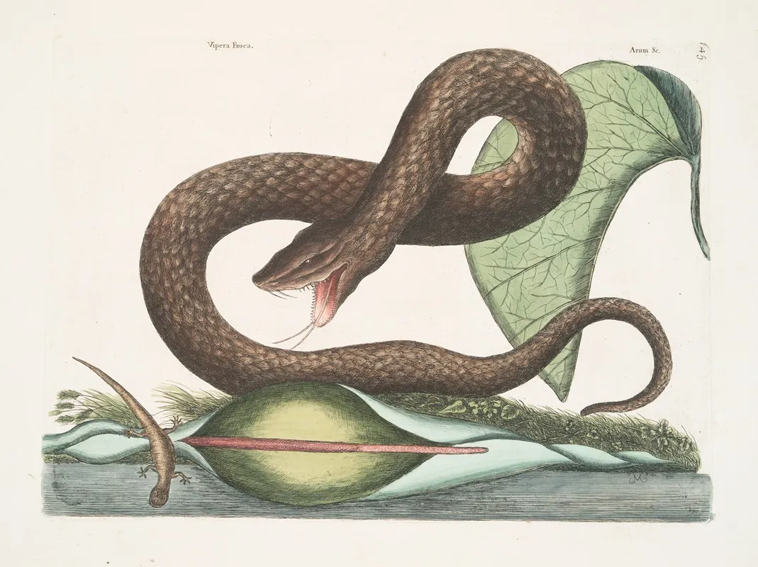Vipera Fusca The Brown Viper Arum C Wall Art by Mark Catesby - High-Resolution Digital Print