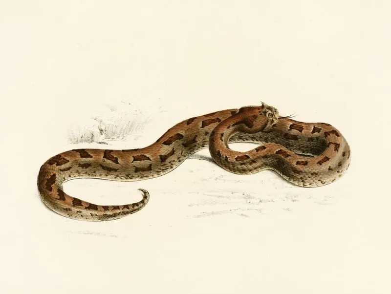 Vipera Lophophrys Wall Art by Sir Andrew Smith - High-Resolution Digital Print