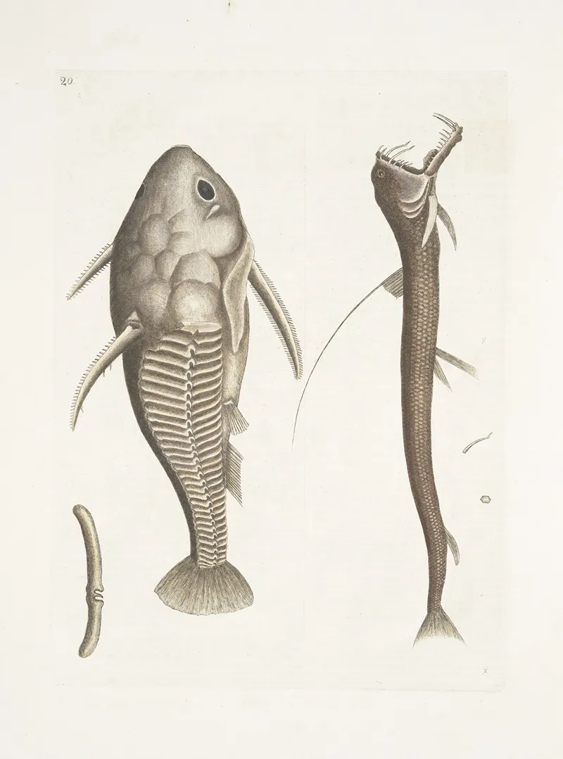 Vipera Marina The Viper Mouth Cataphractus Americanus Wall Art by Mark Catesby - High-Resolution Digital Print