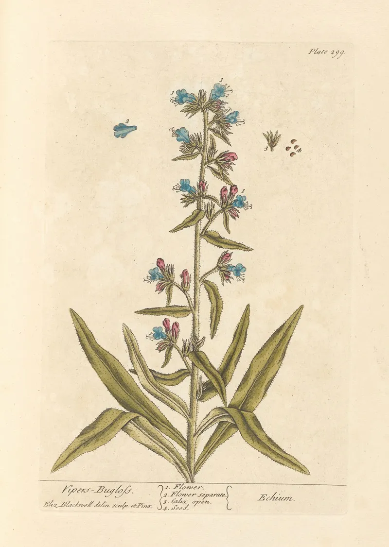 Vipers Bugloss Wall Art by Elizabeth Blackwell - High-Resolution Digital Print