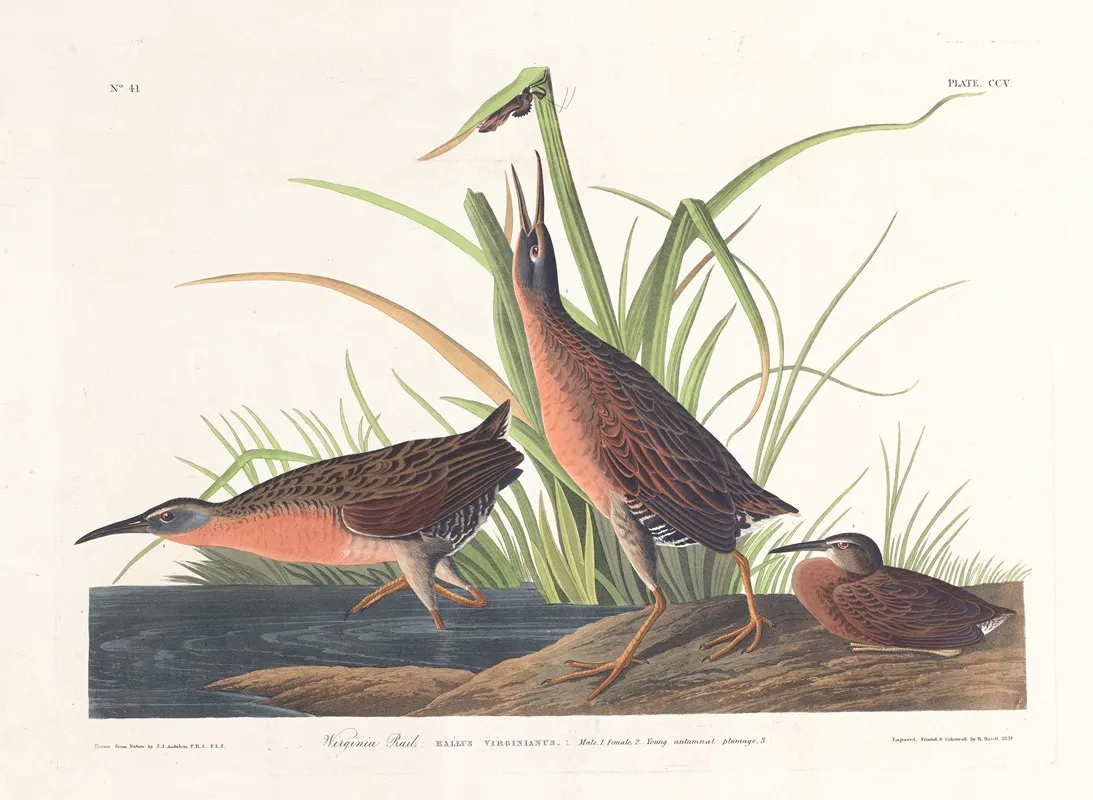 Virginia Rail 2 Wall Art by John James Audubon - High-Resolution Digital Print