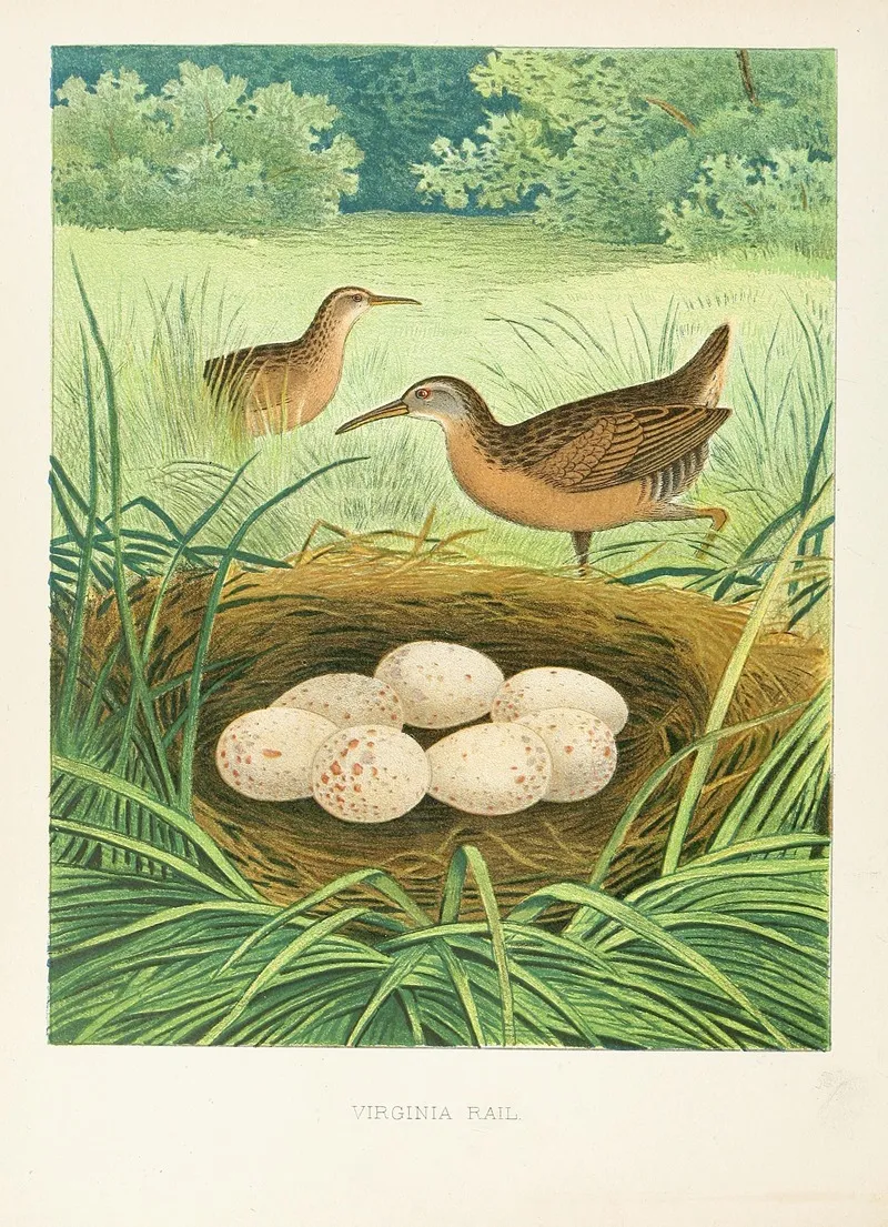 Virginia Rail Wall Art by Edwin L. Sheppard - High-Resolution Digital Print