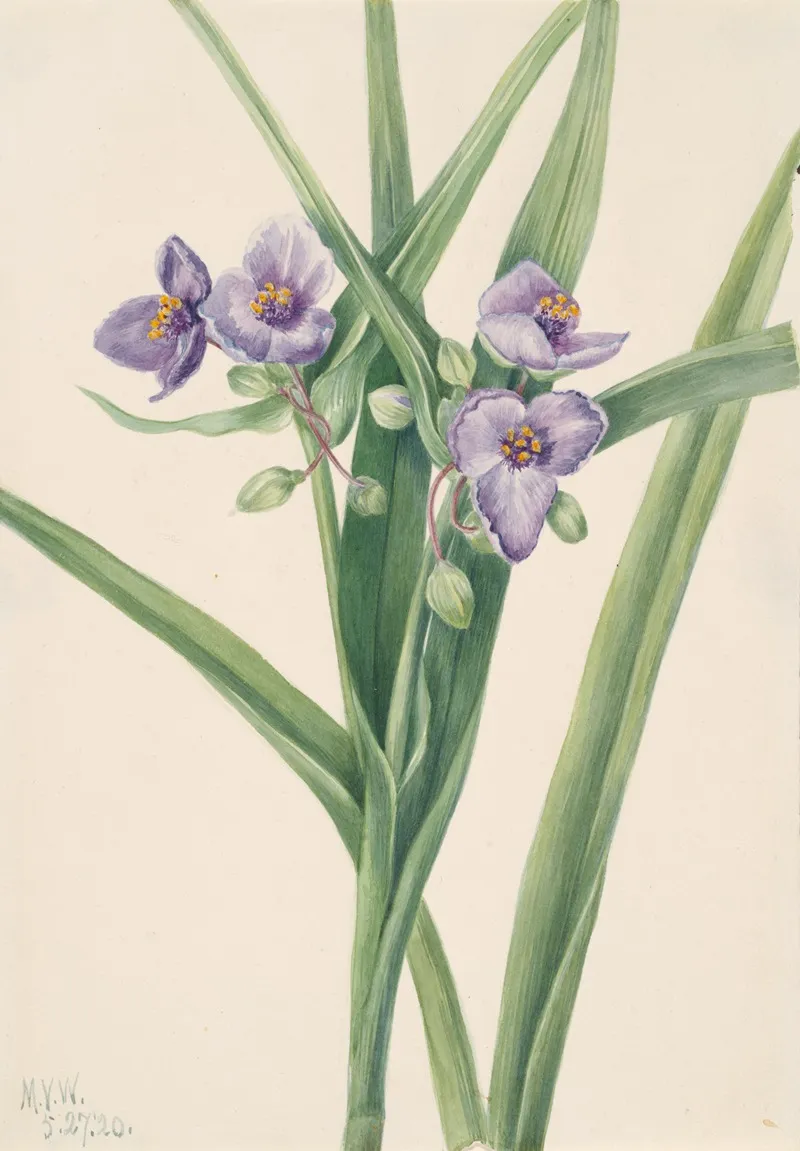 Virginia Spiderwort Tradescantia Virginiana 2