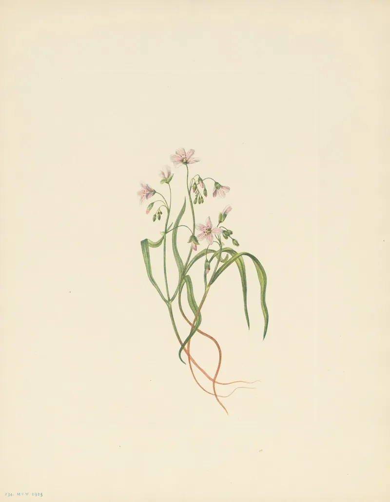 Virginia Springbeauty Claytonia Virginica 3
