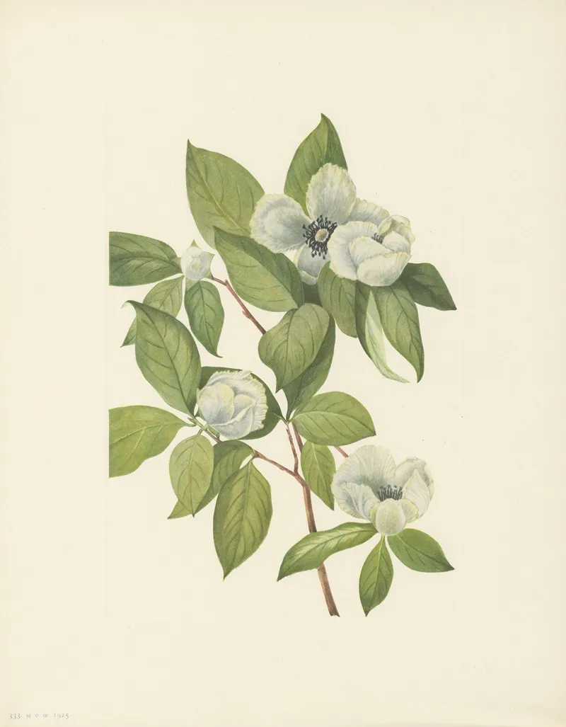Virginia Stewartia Stewartia Malachodendron 2