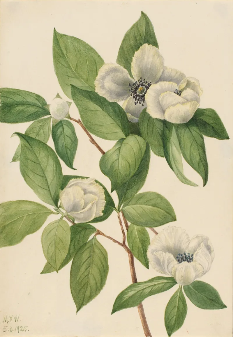 Virginia Stewartia Stewartia Malachodendron