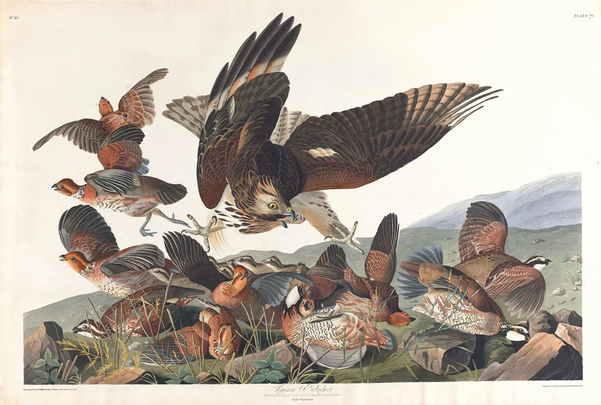 Virginian Partridge Wall Art by John James Audubon - High-Resolution Digital Print