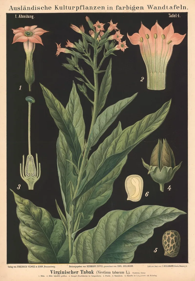 Virginischer Tabak Nicotiana Tabacum L Wall Art by Carl Bollmann - High-Resolution Digital Print