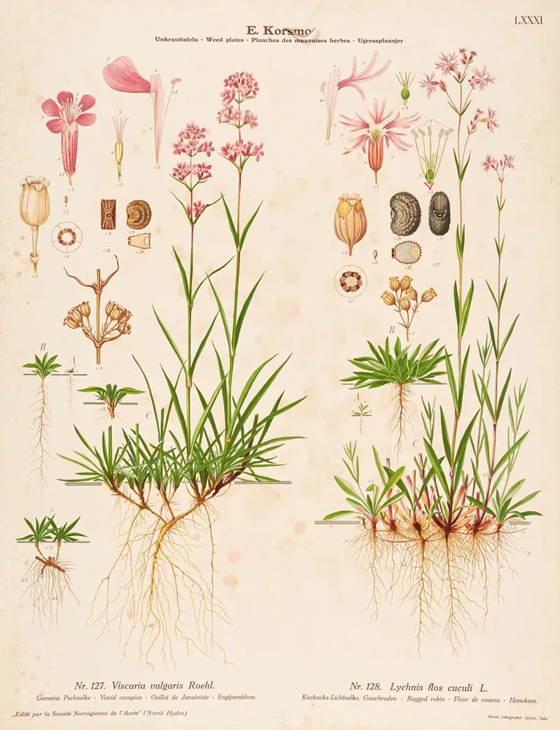 Viscid Campion Ragged Robin Wall Art by Knut Quelprud - High-Resolution Digital Print