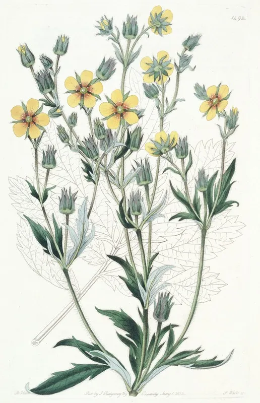 Viscid Cinquefoil Wall Art by Sydenham Edwards - High-Resolution Digital Print